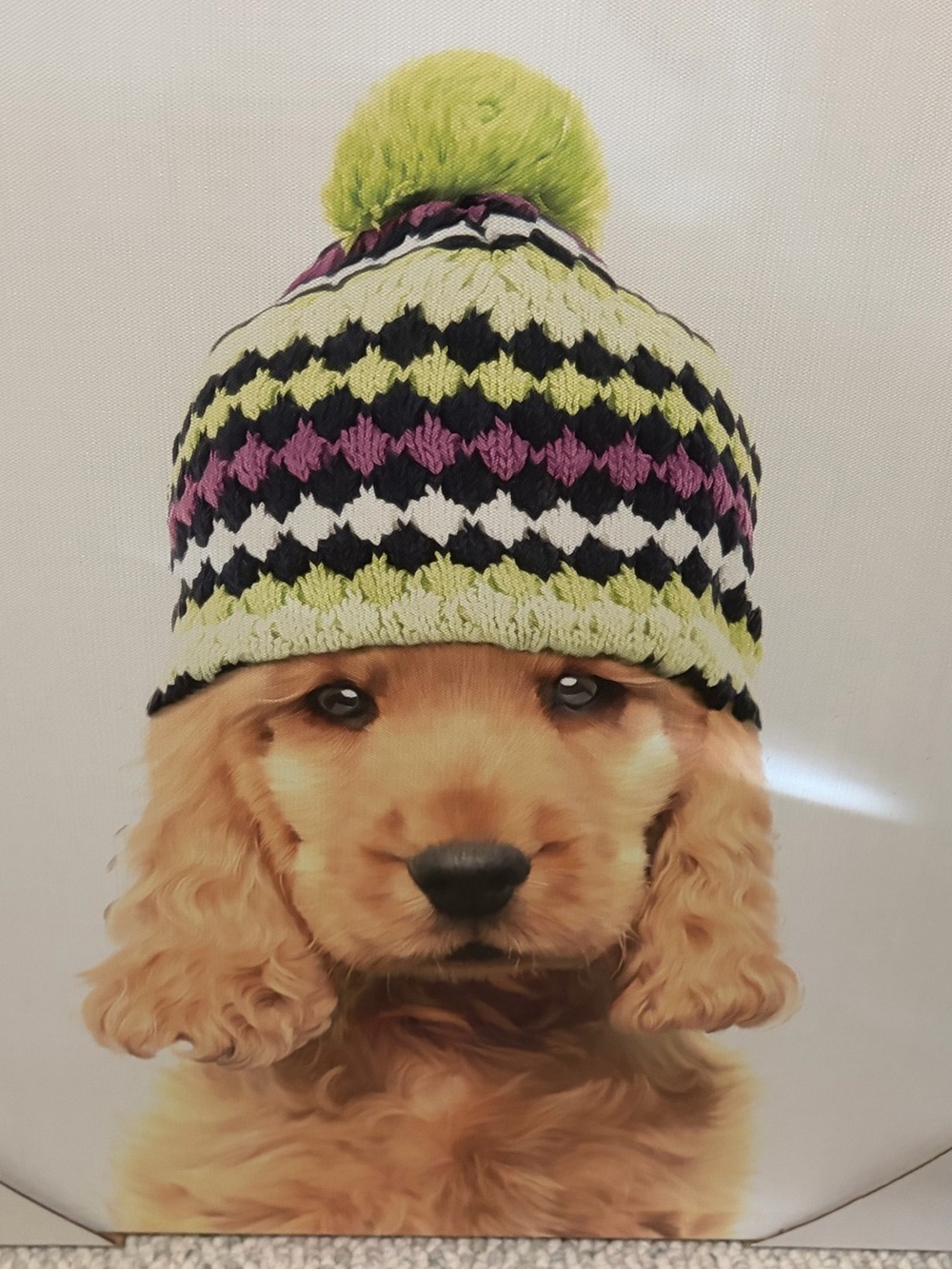 Cocker Spaniel Dog Winter Pom-Pom Hat, Lime, Purple & Black Knit on Canvas 18x24